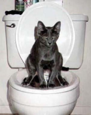 人类已经不能阻止喵星人了