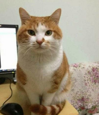 好乖、好端庄、好淑女的猫……呃，当我没说