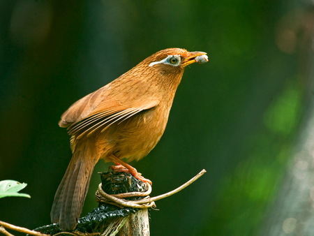 画眉鸟生病了怎么办 了解几种常见疾病