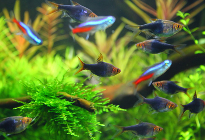 灯鱼好养吗 灯鱼所需的食物十分简单