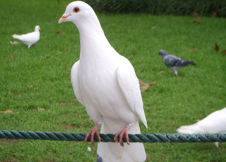 鸽子长痘怎样治疗 以“鸽痘精”涂抹于患部