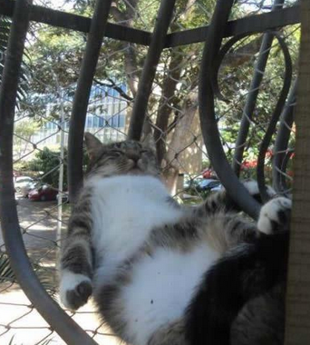 肥猫不是一天睡出来的