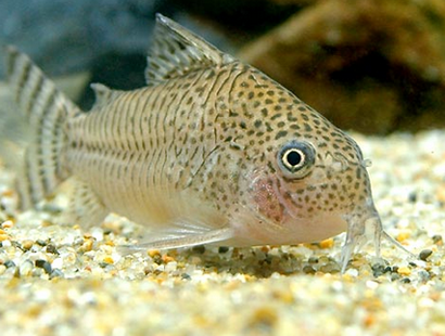 鼠鱼吃什么 赤虫与丝蚯蚓是它们的最爱