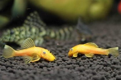 黄金鼠鱼吃什么 可以提供冷冻丰年虾