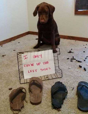 为什么专咬左脚？