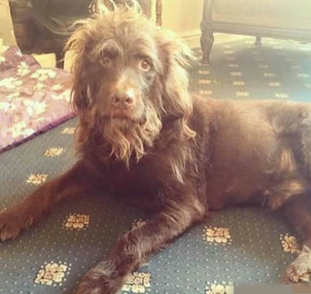 二汪也步入了老爷爷的行列...