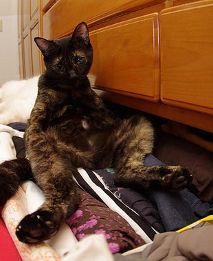 我支撑不住了，太困了