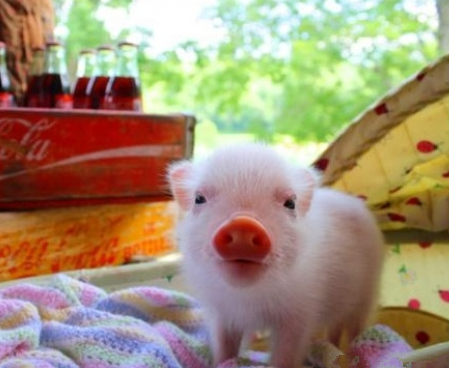 真是性感的猪鼻子