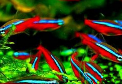 灯鱼吃什么 灯鱼最喜欢活性饵料