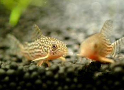 珍珠鼠鱼吃什么 可以用专用饲料