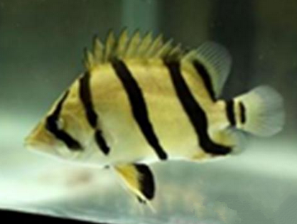 虎鱼环境怎么调节 不能频繁的受到惊吓