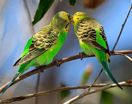 鹦鹉幼鸟怎么饲养 鹦鹉拒食的分析