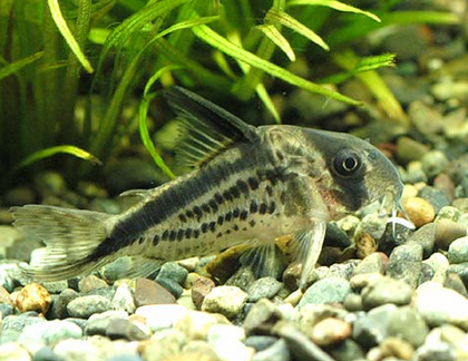 鼠鱼怎么养 水温不要超过30摄氏度