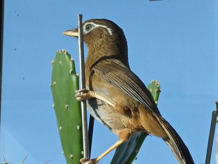 怎样训练打斗画眉鸟 须精心的饲养