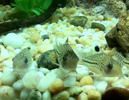 鼠鱼如何繁殖 一般要快两年才能繁殖