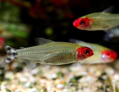 红鼻剪刀好养吗 饲养水质宜弱酸性软水