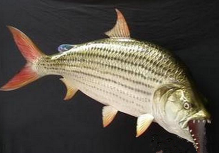 虎鱼有哪些常见病 要做好疾病的预防工作