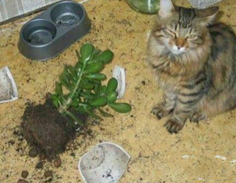 因为不是我干的，所以才这么淡定