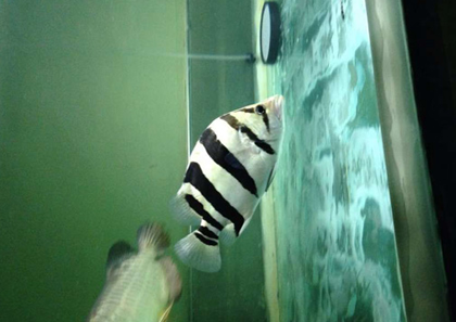 印尼虎鱼能长多大 让虎鱼长快的方法