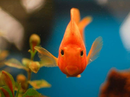 鹦鹉鱼嘴歪怎么办 水质的护理非常重要