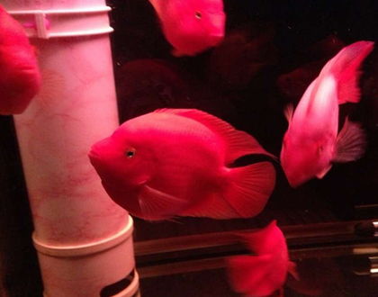 血鹦鹉鱼吃什么饲料 鱼饲料的选择有很多