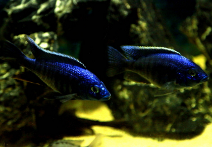 三湖慈鲷温度多少适合 在24-29摄氏度左右