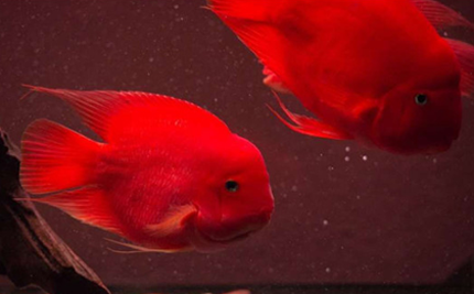 鹦鹉鱼怎么起头 基因必须达标
