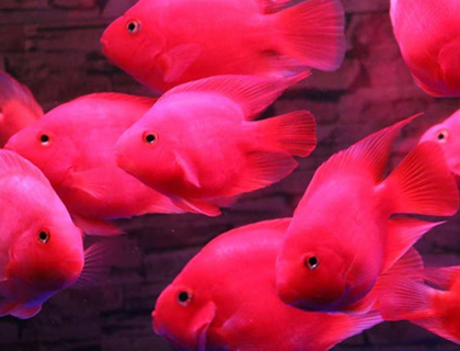 血鹦鹉鱼怎么养 适当喂一些增色饲料