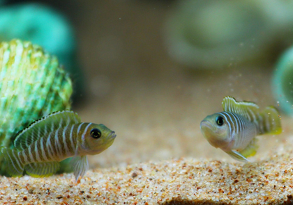 三湖慈鲷吃什么 以动物性饲料为辅