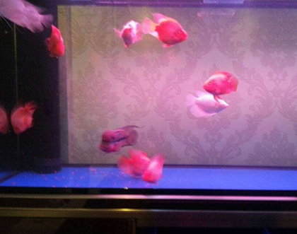 鹦鹉鱼温度多少合适 最好是在28℃左右