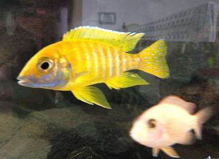 马鲷鱼能长多大 品种不同体型不一样