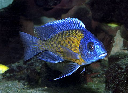 三湖慈鲷常见疾病及治疗方法 要做好预防