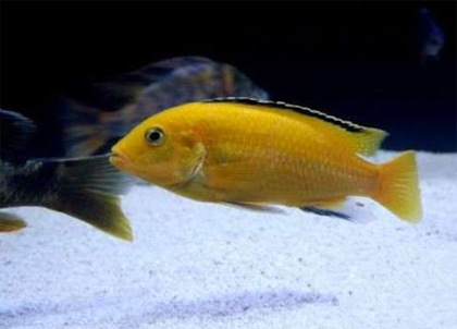 非洲王子鱼怎么养 该鱼比较适合单独饲养