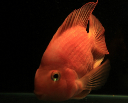 鹦鹉鱼头朝下怎么办 繁殖期会影响头朝下