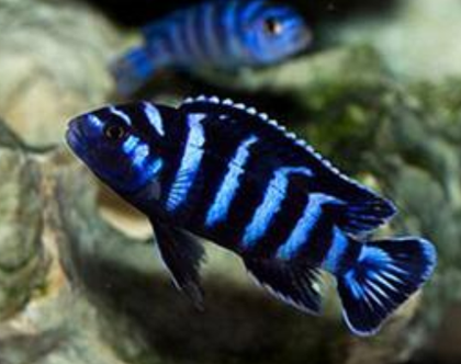 马鲷鱼怎么养 马鲷的地域性非常强