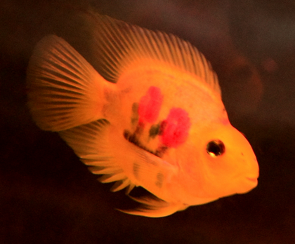 鹦鹉鱼长黑斑 注意水质要保持清洁