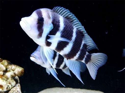 六间鱼怎么养 是比较容易饲养的一种鱼