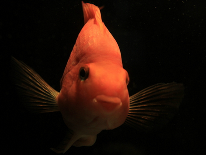 鹦鹉鱼眼圈发黑怎么回事 可能是基因遗传