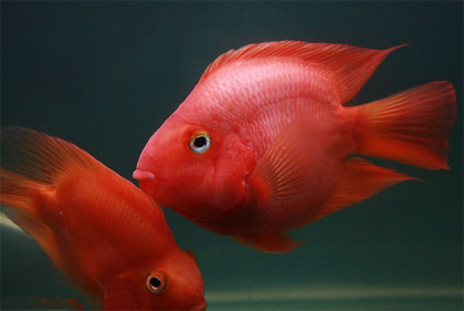 鹦鹉鱼眼睛发黑怎么办 要保证良好的水质