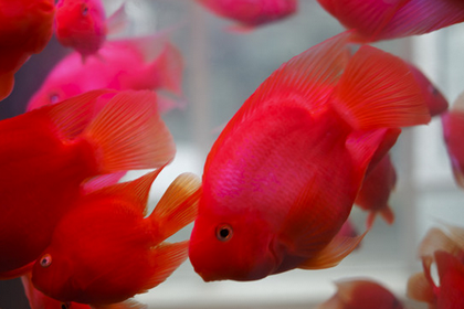 鹦鹉鱼眼睛发红怎么办 饲料也会引起发红