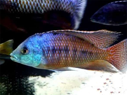 三湖慈鲷怎么养 注意水质要碱性