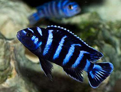 马鲷鱼喂什么长得快 马鲷鱼的食量比较大