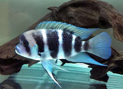 六间鱼吃什么 主要是以人工饲料为主