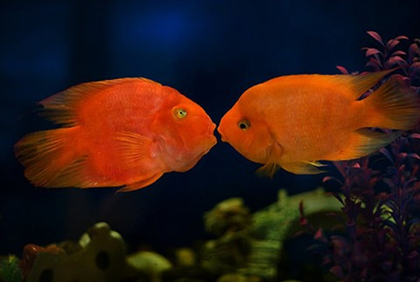 鹦鹉鱼水温多少合适 鹦鹉鱼适应力比较强