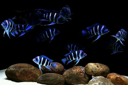 三湖慈鲷怎么分公母 品种不同方法不同