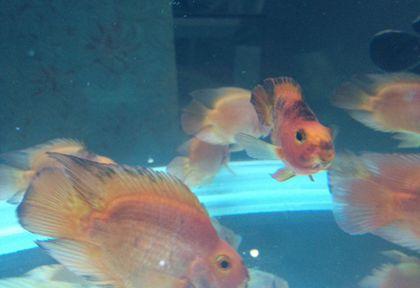 鹦鹉鱼尾巴变黑了怎么办 保证良好的水质