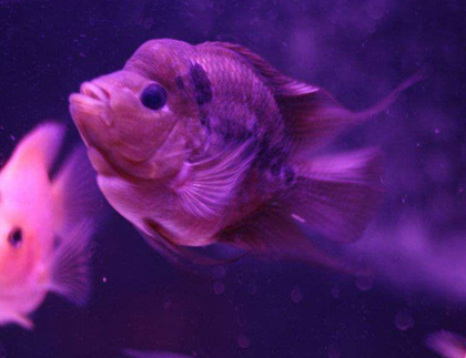 麒麟鹦鹉鱼怎么养 平时要勤换水