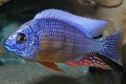 马鲷鱼吃什么 注意食物的合理搭配