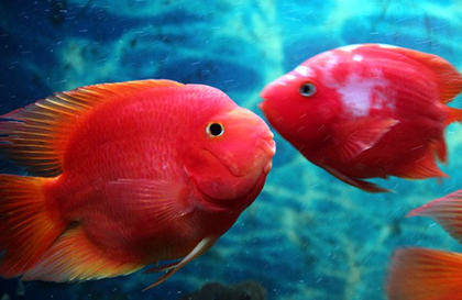 鹦鹉鱼怎么养 鹦鹉对温度适应性较强
