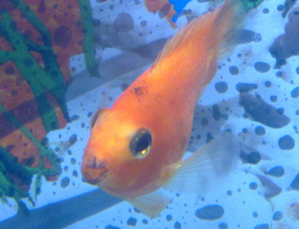 鹦鹉鱼嘴变黑的原因 主要由细菌感染引起